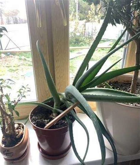 Алоэ вера. Кактус Москва | Растения | Festima.Ru – мониторинг объявлений