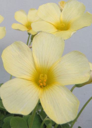 Oxalis Obtusa Primrose The Collectors Corner Buy Unusual Perennial