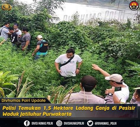 Polisi Temukan Ladang Ganja Seluas Hektare Di Purwakarta Jawa