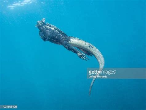 Marine Iguana Amblyrhynchus Cristatus Swimming Underwater Photos and ...