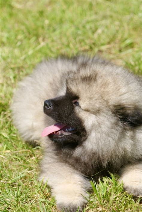 Chiot Elevage Des Seigneurs De La Vall E De L Isle Eleveur De