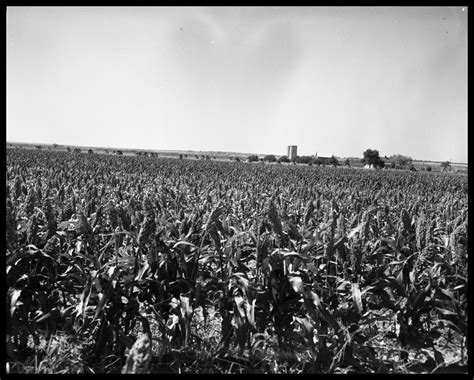 Crops at Miles and Winters, Texas - The Portal to Texas History