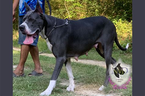 Great Dane Bluesilver Mismarked Mantle