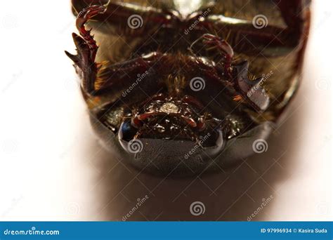 Close Up View Of Beetles Are A Group Of Insects That Form The Order ...