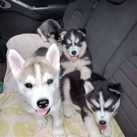 10 Wochen Alte Siberian Husky Viva Kleinanzeigen