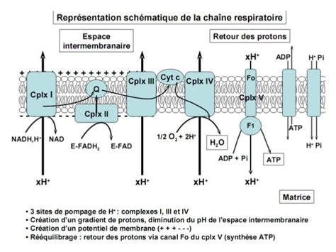 Cycle Krebs Chaine Respiratoire