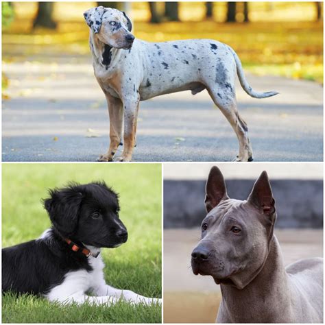 Rare New Dog Breeds Atelier Yuwaciaojp