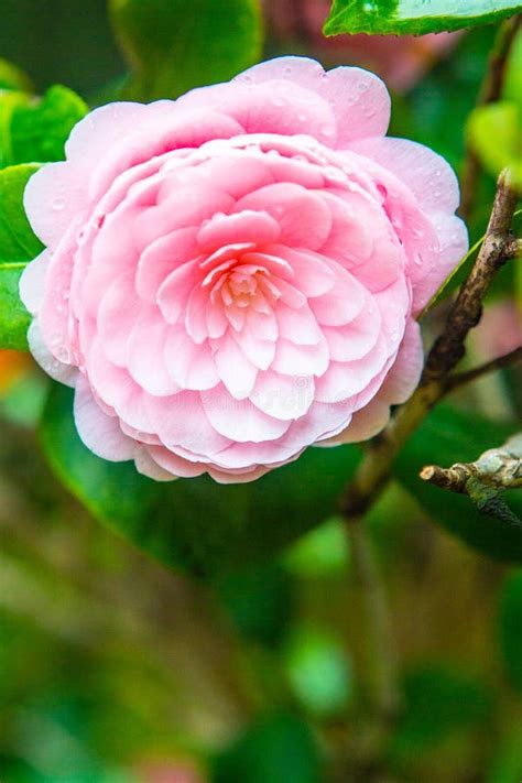 Blooming Camellia in Spring Stock Image - Image of drops, blooming: 176917859