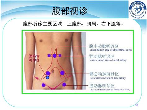 第九节 腹部评估护理健康评估pptword文档在线阅读与下载无忧文档