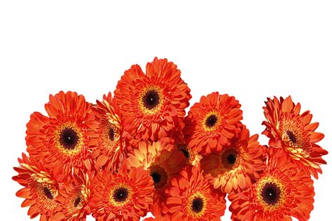 Gerbera Flower Transparant Png All