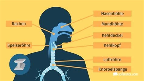 Atmungsorgane Weg Der Atemluft Definition Zusammenfassung Easy