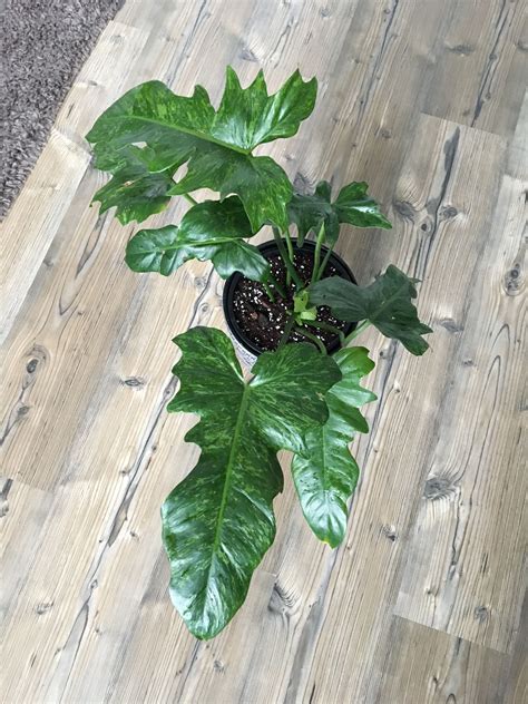 Philodendron lime fiddle😍 | Philodendron plant, Variegated plants ...