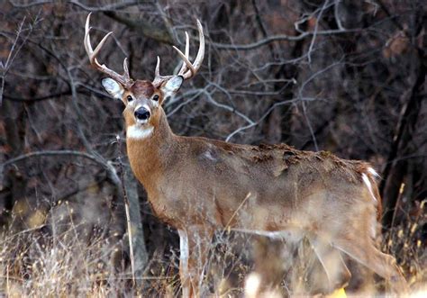 Can You Shoot A Doe In Archery Season In Pa Kirby Borrego