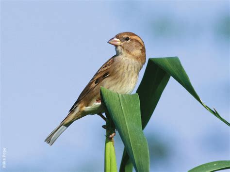 Spanish Sparrow | KuwaitBirds.org