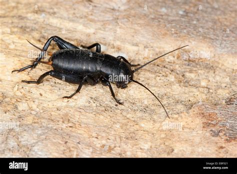 Grillen Heuschrecken Fotos Und Bildmaterial In Hoher Aufl Sung Alamy