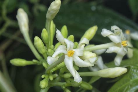 Close Shot Of The Carica Male Papaya Flower Stock Photo Image Of