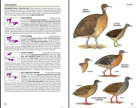 Peterson Field Guide To Birds Of Northern Central America A Book