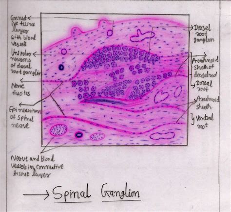 Ganglion Cells Histology