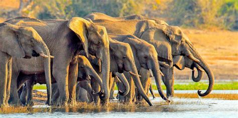 Beste Private Touren Chobe Nationalpark Kostenlos Stornierbar