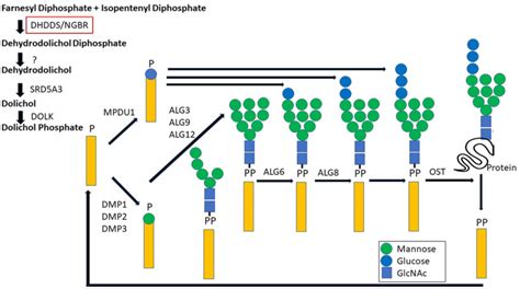 Schematic Figure On The Role Of Dhdds In N Linked Glycosylation