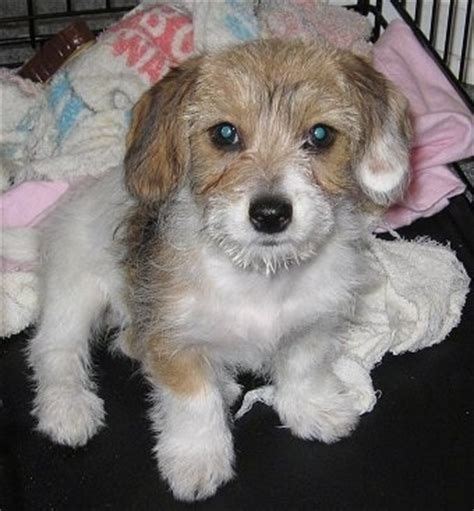 Doxie Chon Dachshund Bichon Frise Mix Dachshund Mix Dachshund