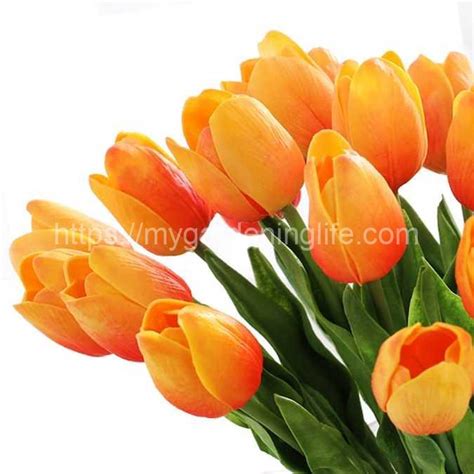 Pink and Orange Tulips: Unveiling the Elegance of Two-Toned Blooms - Mygardeninglife