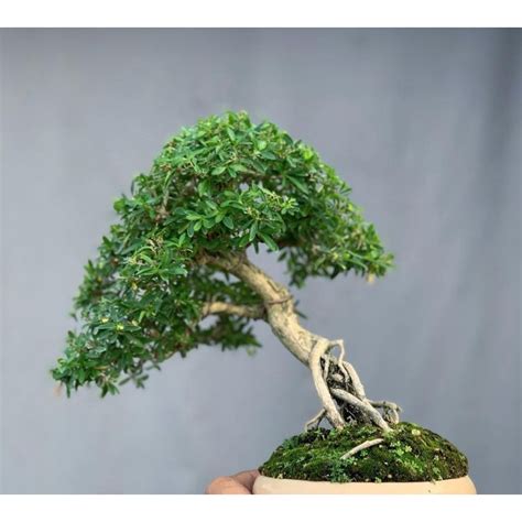 Jual Tanaman Bahan Bonsai Serissa Micro Seribu Bintang Siap Tampil