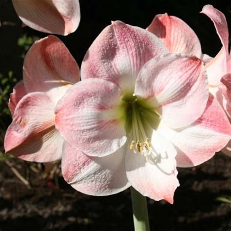 Amaryllis Apple Blossom Bulbe Gamm Vert