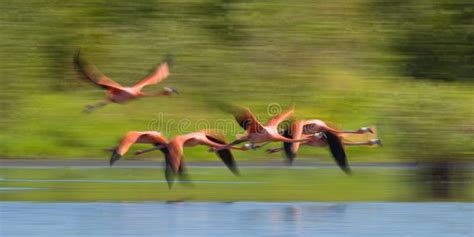 Caribbean Flamingos Flying Over Water With Reflection Cuba Reserve