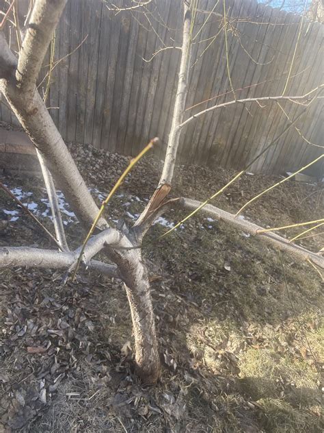 Peach tree pruning? : r/DenverGardener