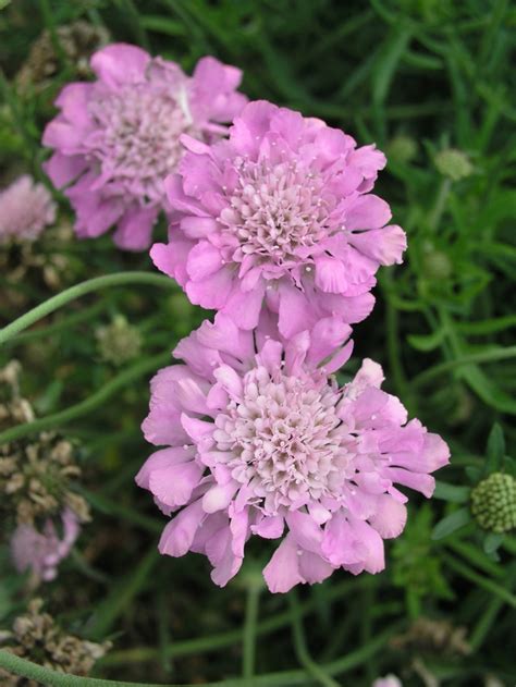 Scabiosa Columbaria Pink Mist Pincushion Flower Garden Center Marketing