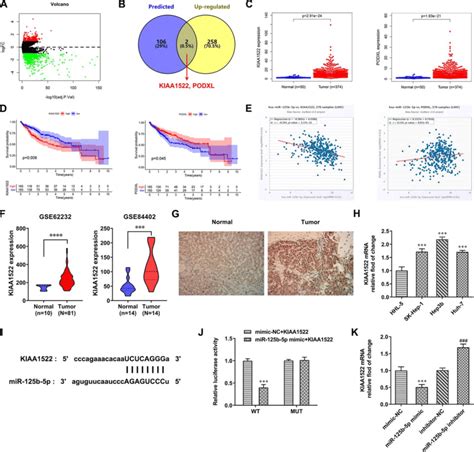 Mir 125b 5p Directly Targets Kiaa1522 A The Differentially Expressed Download Scientific