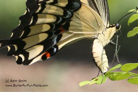 Giant Swallowtail Host Plants Butterfly Fun Facts