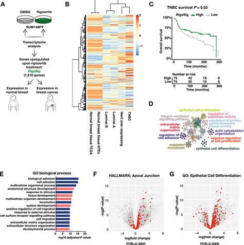 Plk Inhibition Upregulates Cell Differentiation Programmes A Schematic