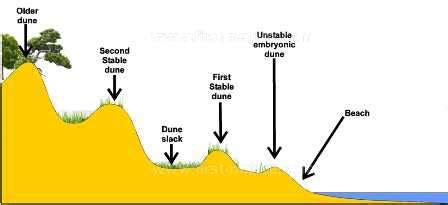 Coast Sand Dune Diagram