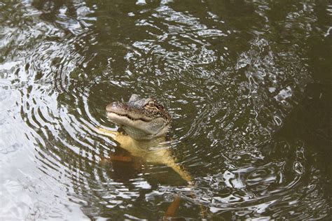 Alligator Life Cycle: Fall - Pearl River Swamp Tours, New Orleans