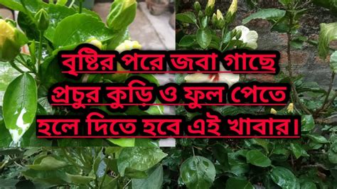 বৃষ্টির পরে জবা গাছে প্রচুর ফুল ও কুড়ি পেতে হলে দিতে হবে এই খাবার