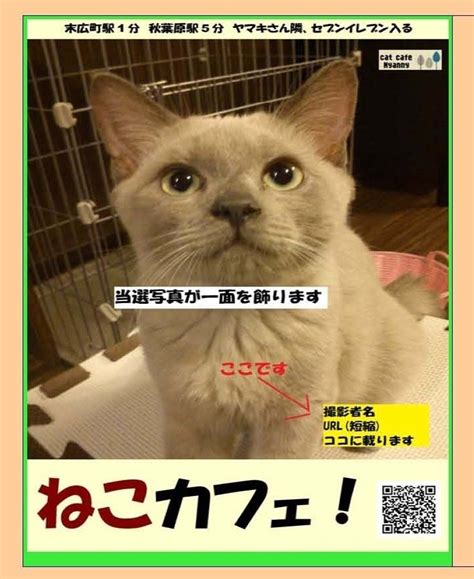 「猫カフェ Cat Cafe Nyanny 秋葉原店」チラシ写真コンテストを開催！｜infoseekニュース