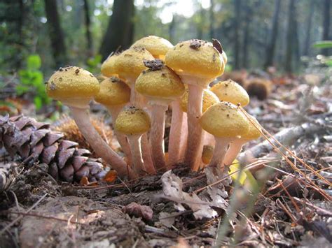 Armillaria mellea - Alchetron, The Free Social Encyclopedia