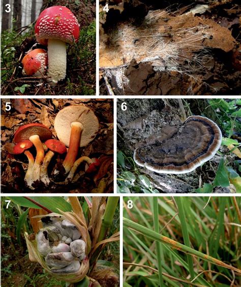 Cuerpos fructíferos del hongo matamoscas Amanita muscaria Fig 4