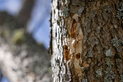 Emerald Ash Borer Infestation In Bedford Worse Than Previously Believed