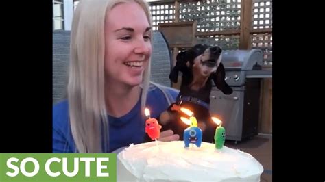 Mini Dachshund Sings Happy Birthday To Owner Youtube