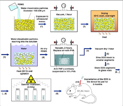 Manufacturing Sequence Of The Anti Tnf A Drug Delivery System Dds