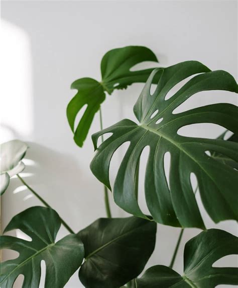 Como Cuidar De Costela De Ad O Monstera Deliciosa Planta Decora