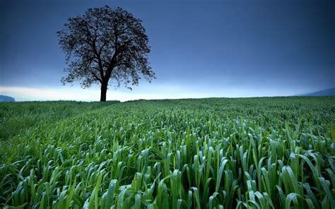 Grass And Sky Wallpaper 71 Images