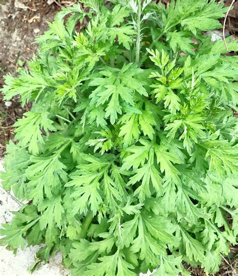 Common Mugwort Seeds Artemisia Vulgaris Wormwood Weed Moxa