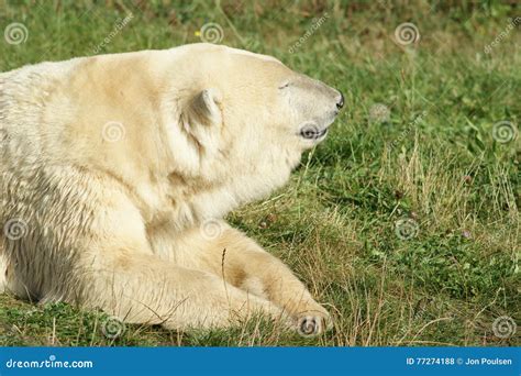 Polar Bear On Grass Stock Photo Image Of Relaxation 77274188