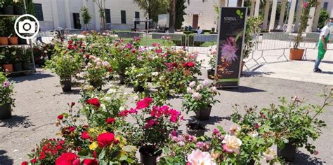 Rose Orti E Giardini La Terza Edizione Punta Ad Abbracciare La Natura