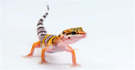 Gecko - A-Z Animals