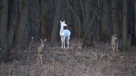 Rare Albino Deer At Kent Lake Milford Michigan Eternal Angler